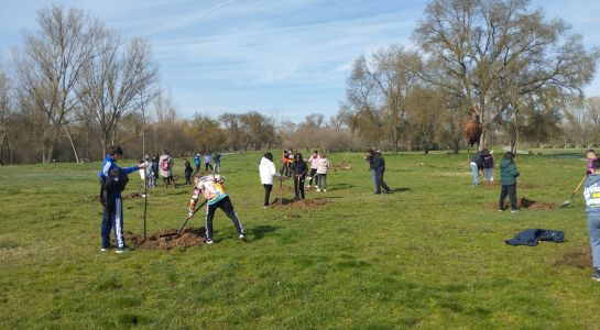 Los niños de Primaria plantan 224 fresnos en la Isla del Soto