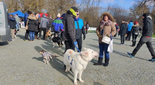 120 personas participan en el X Canicross de Santa Marta