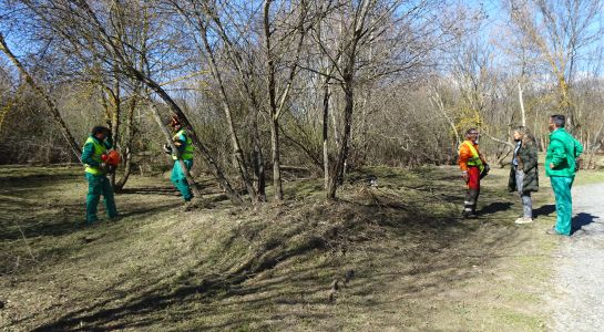 Limpieza de la ribera de la Isla del Soto para evitar incendios