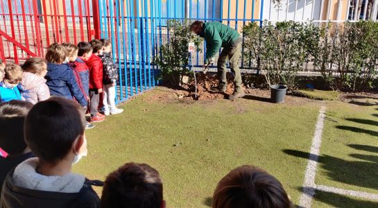Los alumnos del Miguel Hernández y el San Blas plantan 17 árboles en las instalaciones exteriores de los centros