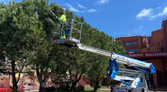 Comienza la campaña de prevención contra la procesionaria